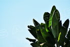 Large green banana leaves against a bright blue sky. The word "SAMPLE" is superimposed across the image in white outline letters.