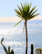 A yucca plant with spiky green leaves stands in the foreground, with a sparkling blue ocean visible behind it. Mountains can be seen in the distance. The word "SAMPLE" is overlaid on the image.