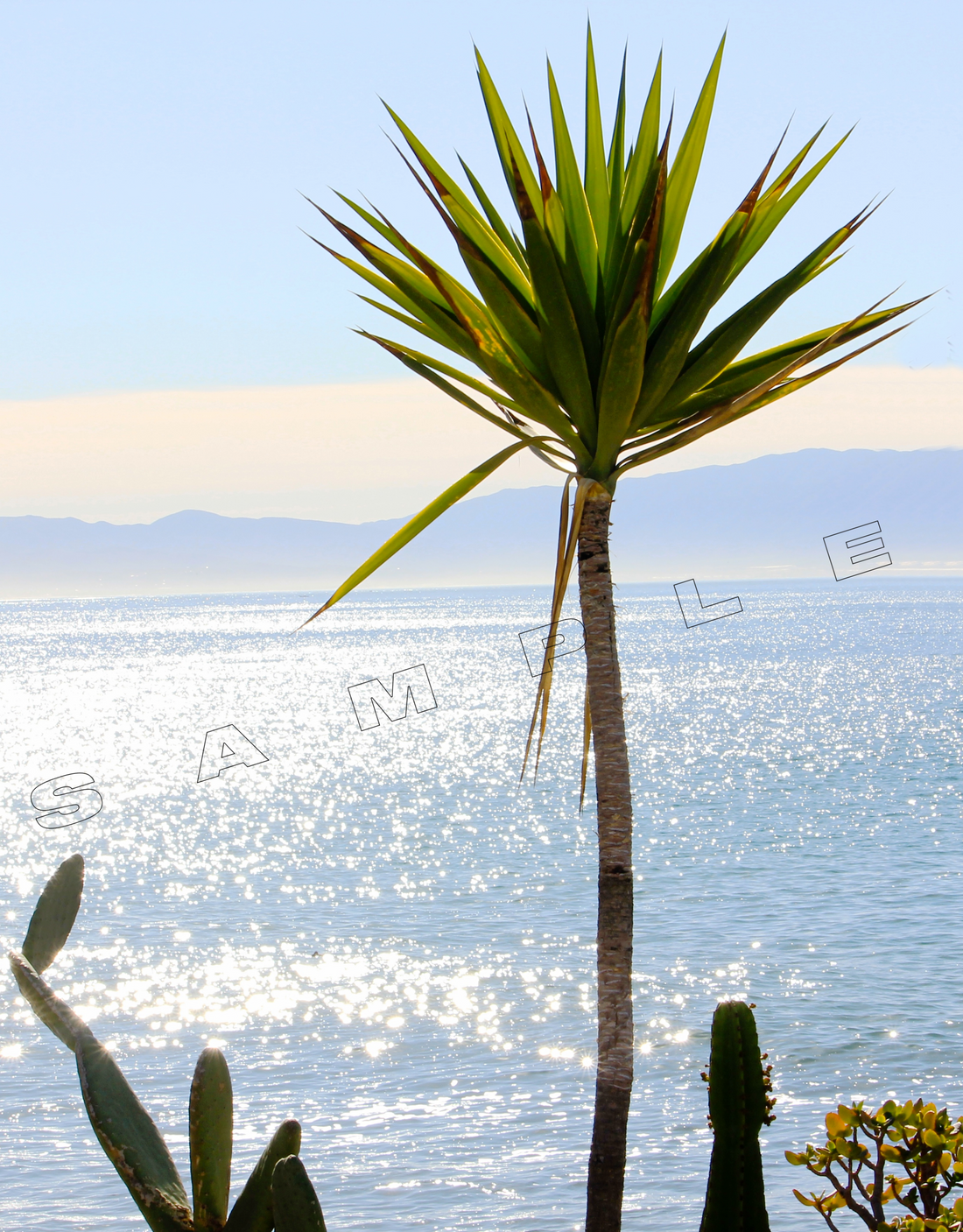 A yucca plant with spiky green leaves stands in the foreground, with a sparkling blue ocean visible behind it. Mountains can be seen in the distance. The word "SAMPLE" is overlaid on the image.