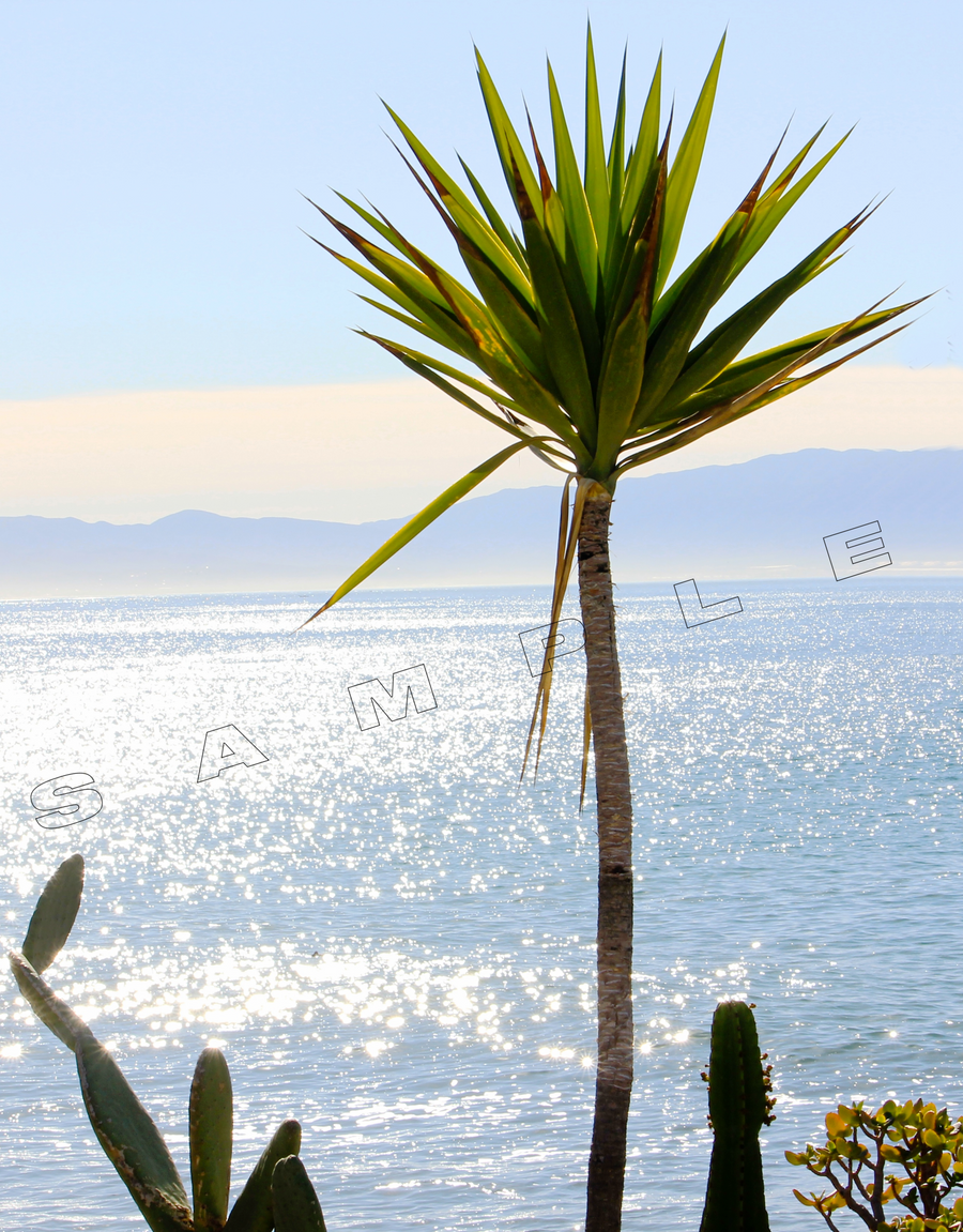 A yucca plant with spiky green leaves stands in the foreground, with a sparkling blue ocean visible behind it. Mountains can be seen in the distance. The word 